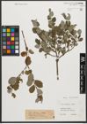 Foto von Salix starkeana Willd.